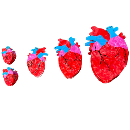 Anatomical Heart